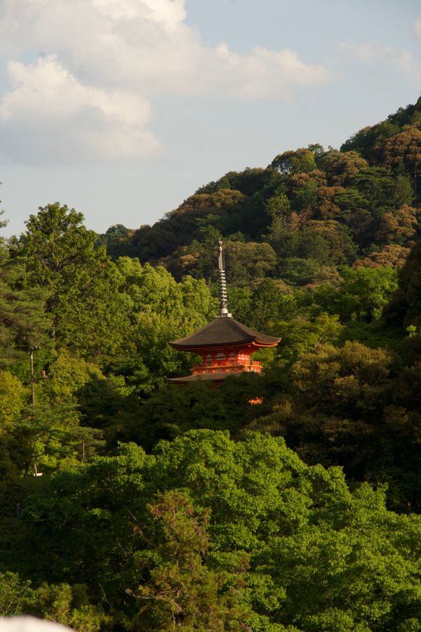 An orange pagoda rises out of dense green forest on a hillside in Kyoto
